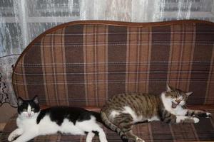 Кошка Муся и кот Томас