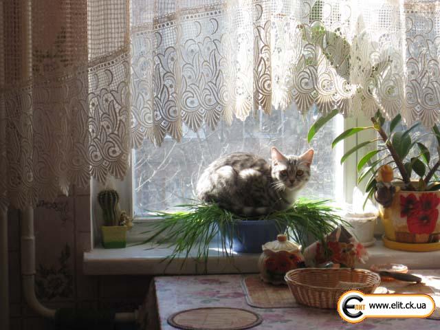 Кошка Люся