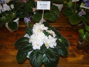 Петербург (сеянец) Морев