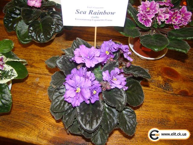 Sea Rainbow (Sorano)