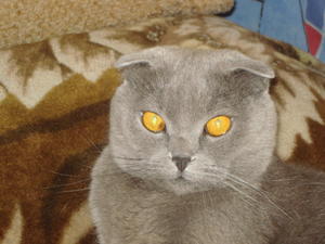 Кот Гоша