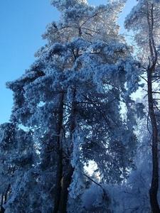 г. Черкассы, Парк "Сосновый бор"