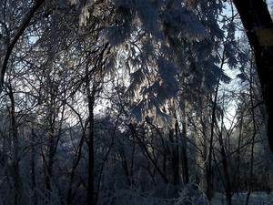 г. Черкассы, Парк "Сосновый бор"