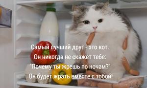 Кот твой  лучший друг