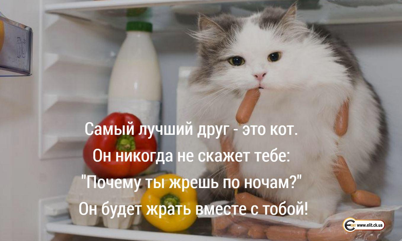 Кот твой  лучший друг