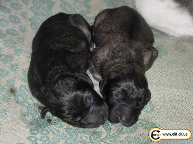 Собачьи сны